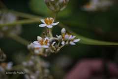 Poeciloneuron indicum